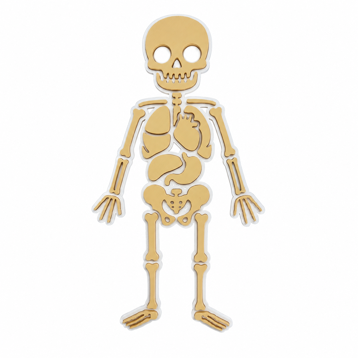 Héctor | Quebra-Cabeça Anatômico do Corpo Humano